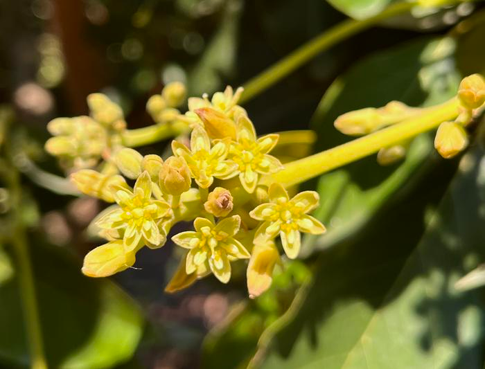 This bunch of avocado flowers will open twice, once as male and once as female. Depending on the type and the time of day, all of one sex are closed and the other sex are open